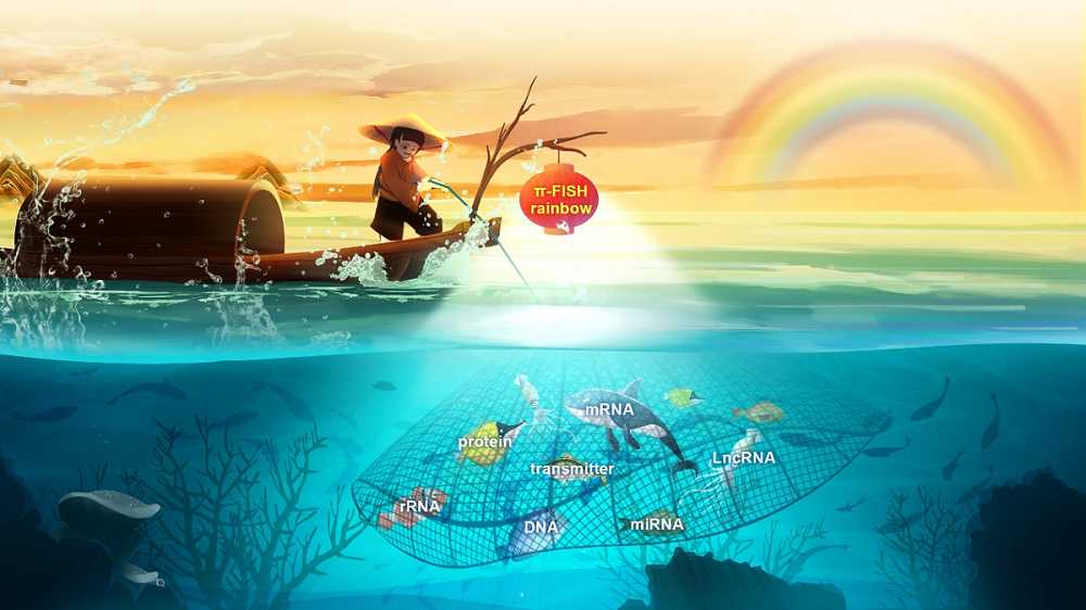 图1：π-FISH rainbow照亮并捕捉多种生物分子